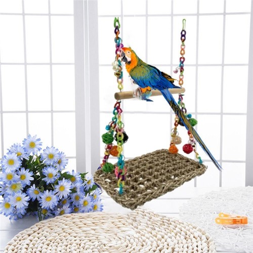 Parrot swing african grey - parrot,