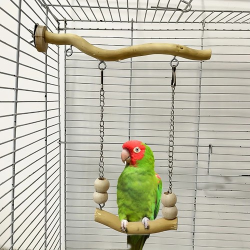 Bird swing perch - swing, toy