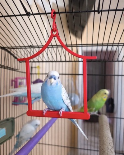 2pcs set parrot swing bird - parrot,